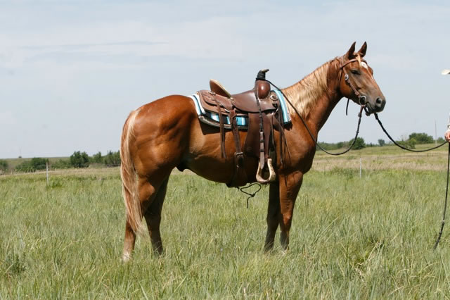horses3