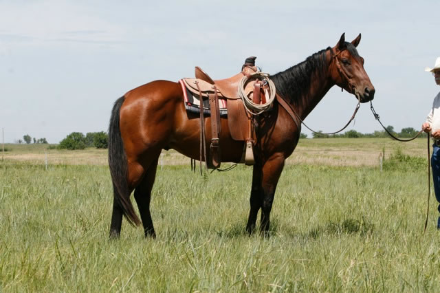 horses4