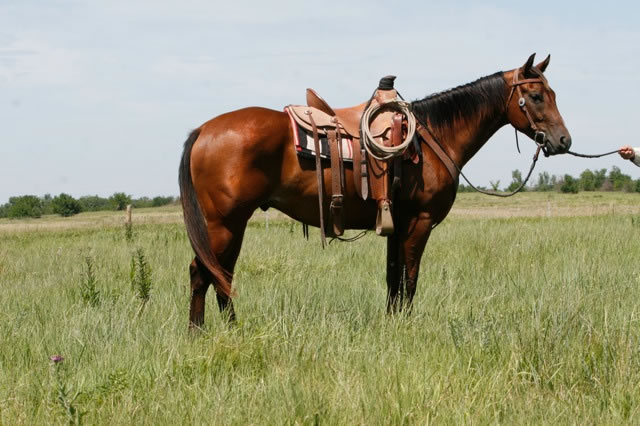 horses5
