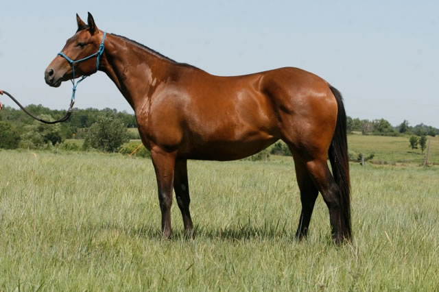 horses5