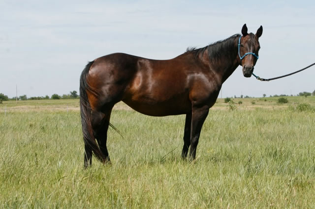 horses5