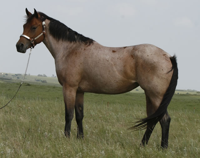horses