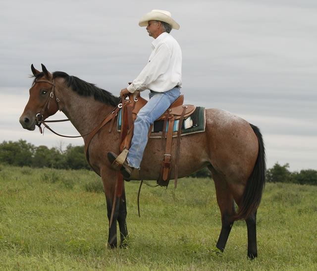 horses4