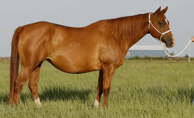 horses5