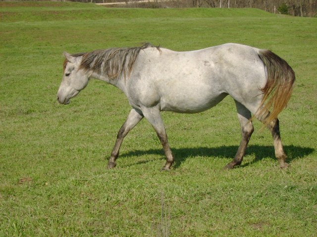 horses3