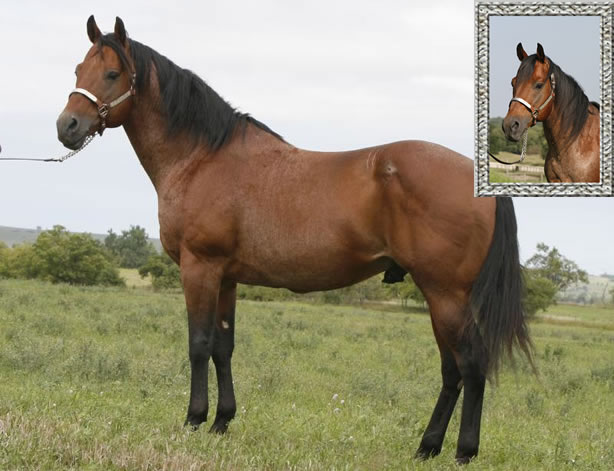 horses6