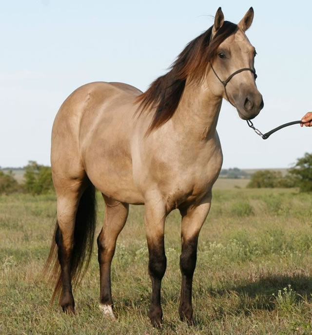 horses