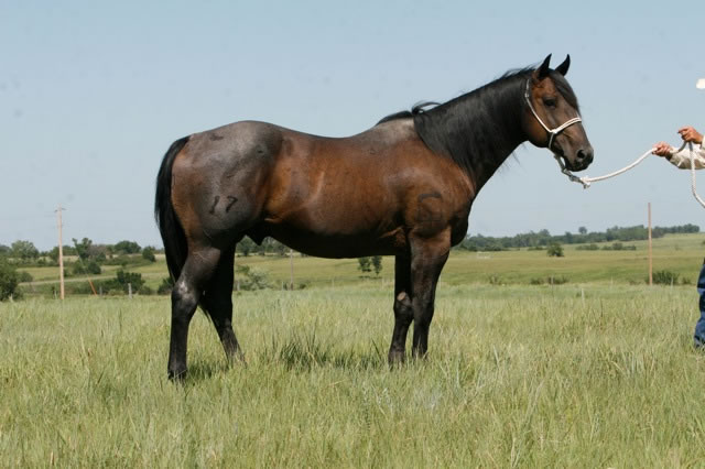 horses3