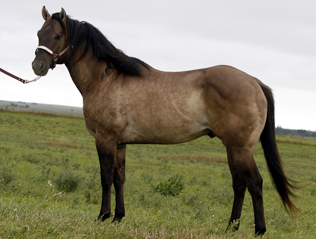 horses4