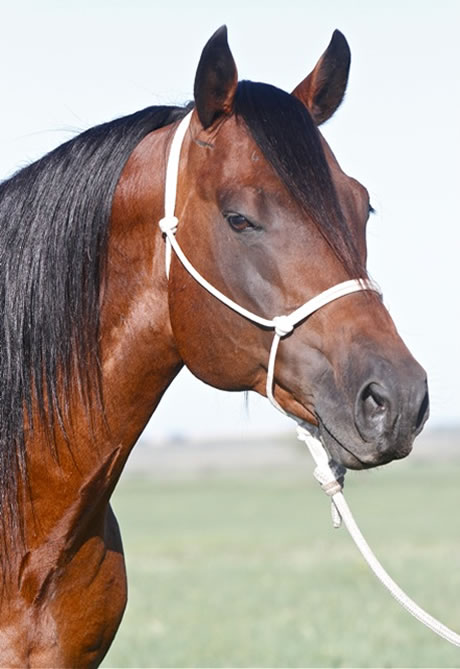 horses