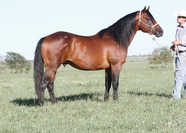 horses