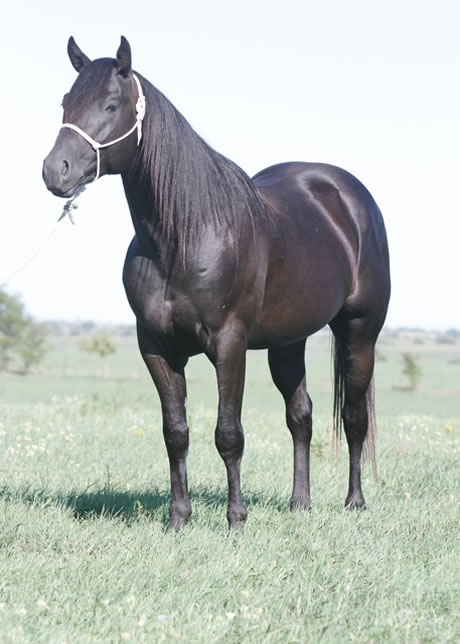 horses