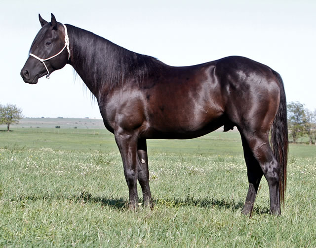 horses