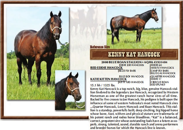 horses3