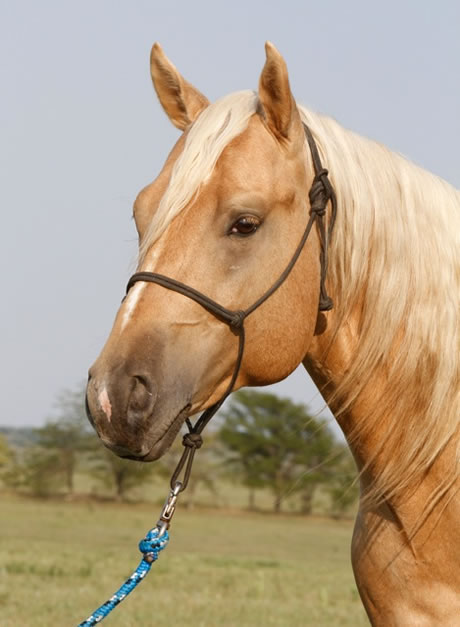 horses