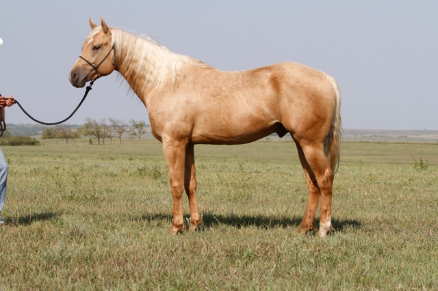 horses